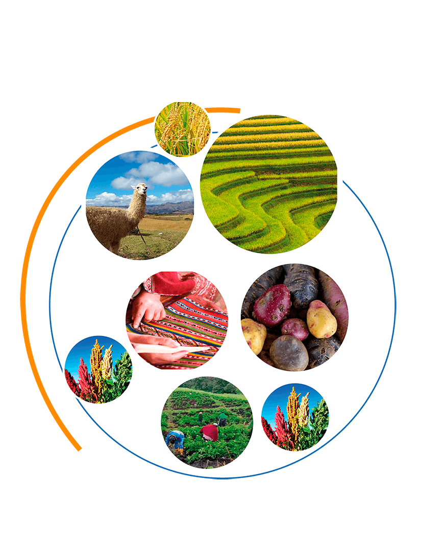 Circular collage of Andean landscapes and products: rice, llama, crop terraces, textiles, native potatoes, quinoa and farmers in the field