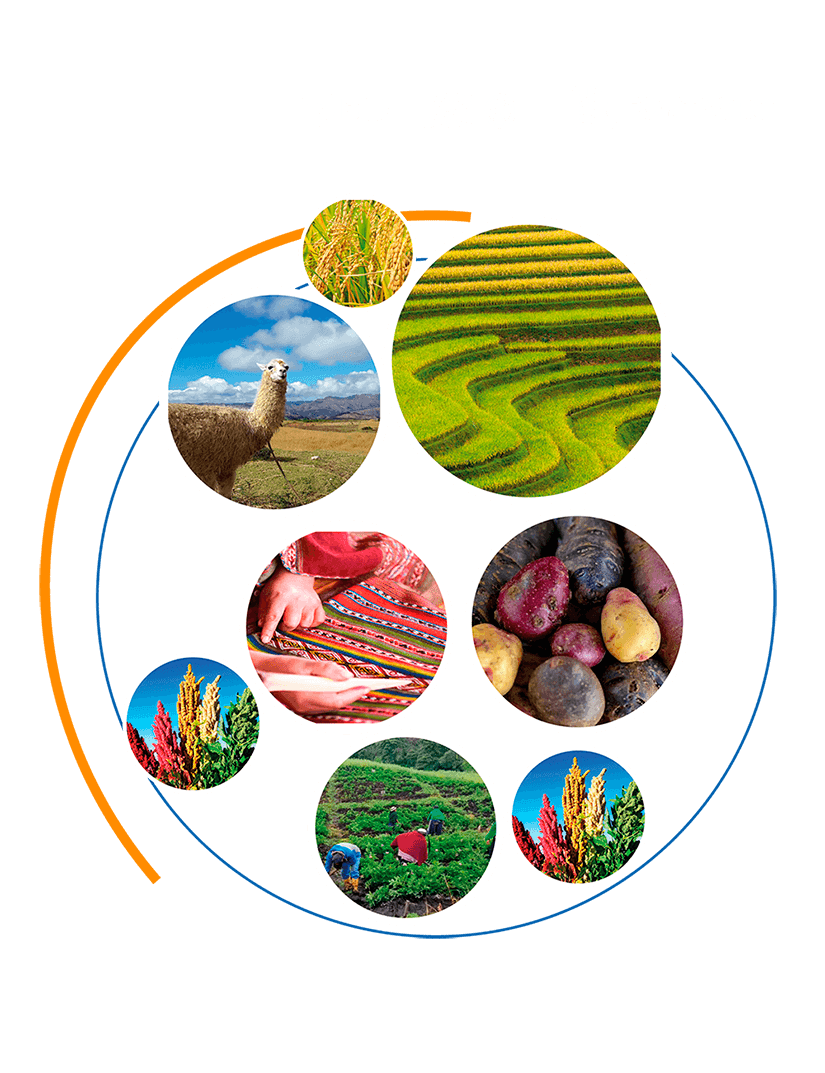 Collage circular de paisajes y productos andinos: arroz, llama, terrazas de cultivo, textiles, papas nativas, quinua y productores en el campo